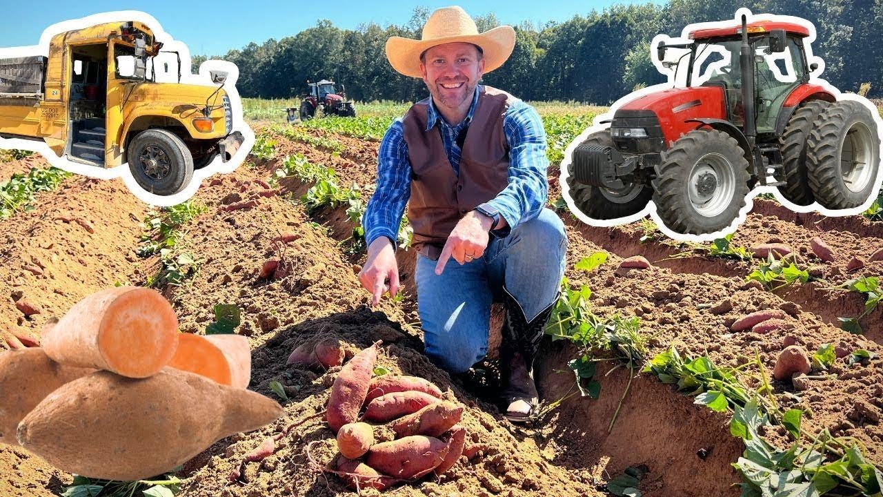 Diversão na Jones Family Farms: veja como os melhores sweetpotatoes crescem na Carolina do Norte!