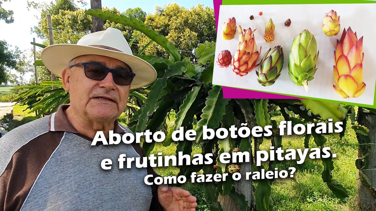 39) Aborto de botões florais e frutinhas em pitayas.Como fazer o raleio?