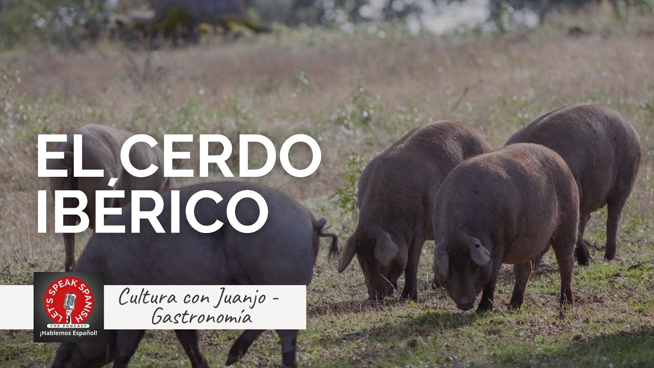El cerdo ibérico - Cultura con Juanjo - (podcast about Hispanic culture)