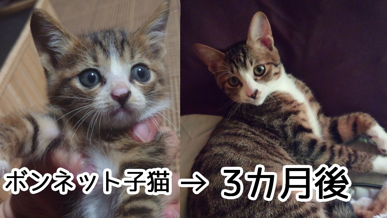 ボンネットに入り込んだ子猫の３ヵ月後