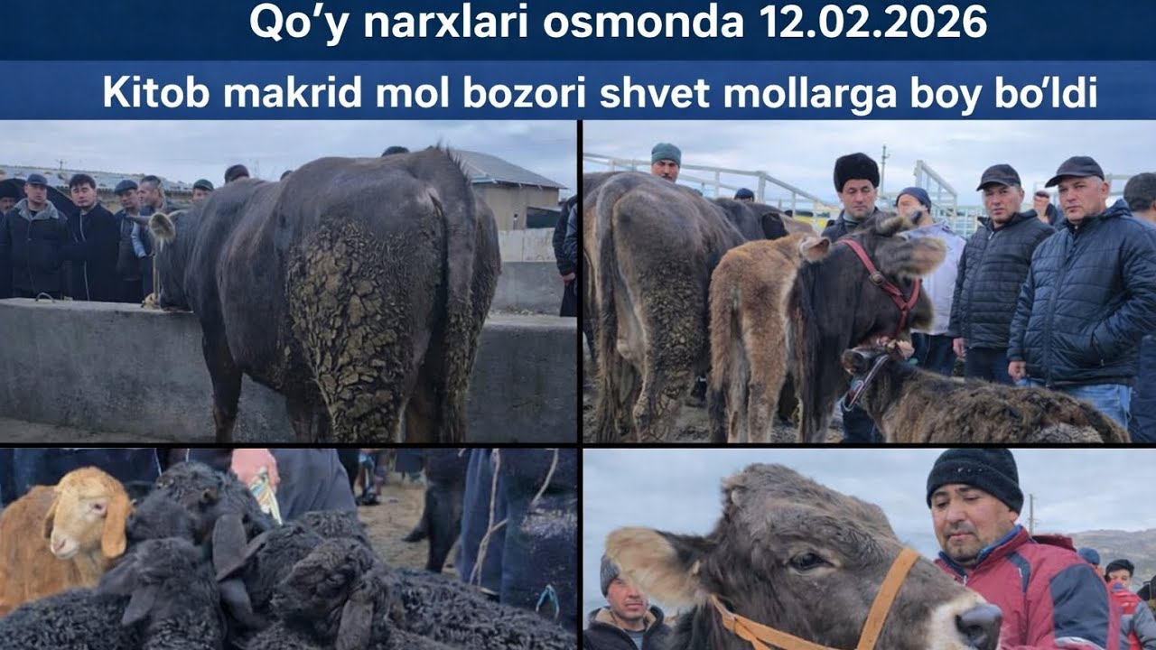 KITOB MAKRID MOL BOZORI NARXLARI BILAN TANISHING! NARXLARDA SEZILARLI O‘SISH BOR? #bozor #makrid