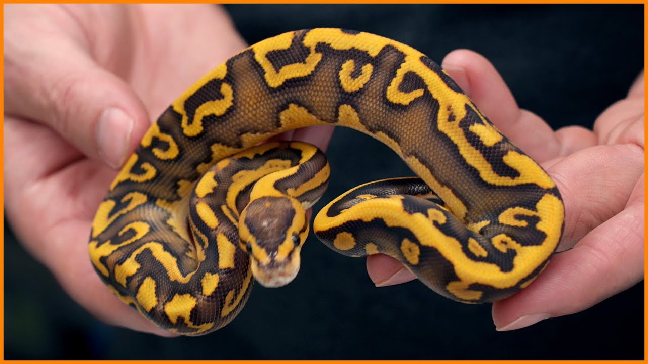 The Craziest Ball Pythons we’ve BOUGHT!
