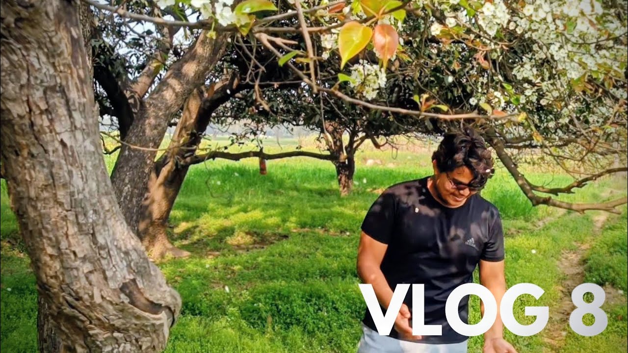 BUFFALO PE GHUM LIA AND PEAR TREE KE SNOW JAISE FLOWERS | VLOG 8 | AM KUMAR VLOGS