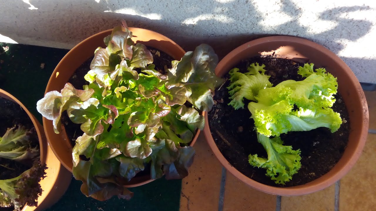 Balkon Garten Gem&uuml;se KW45 - Urban Gardening -  G&auml;rtnergold sch&uuml;rfen auf dem Balkon - Komposternte