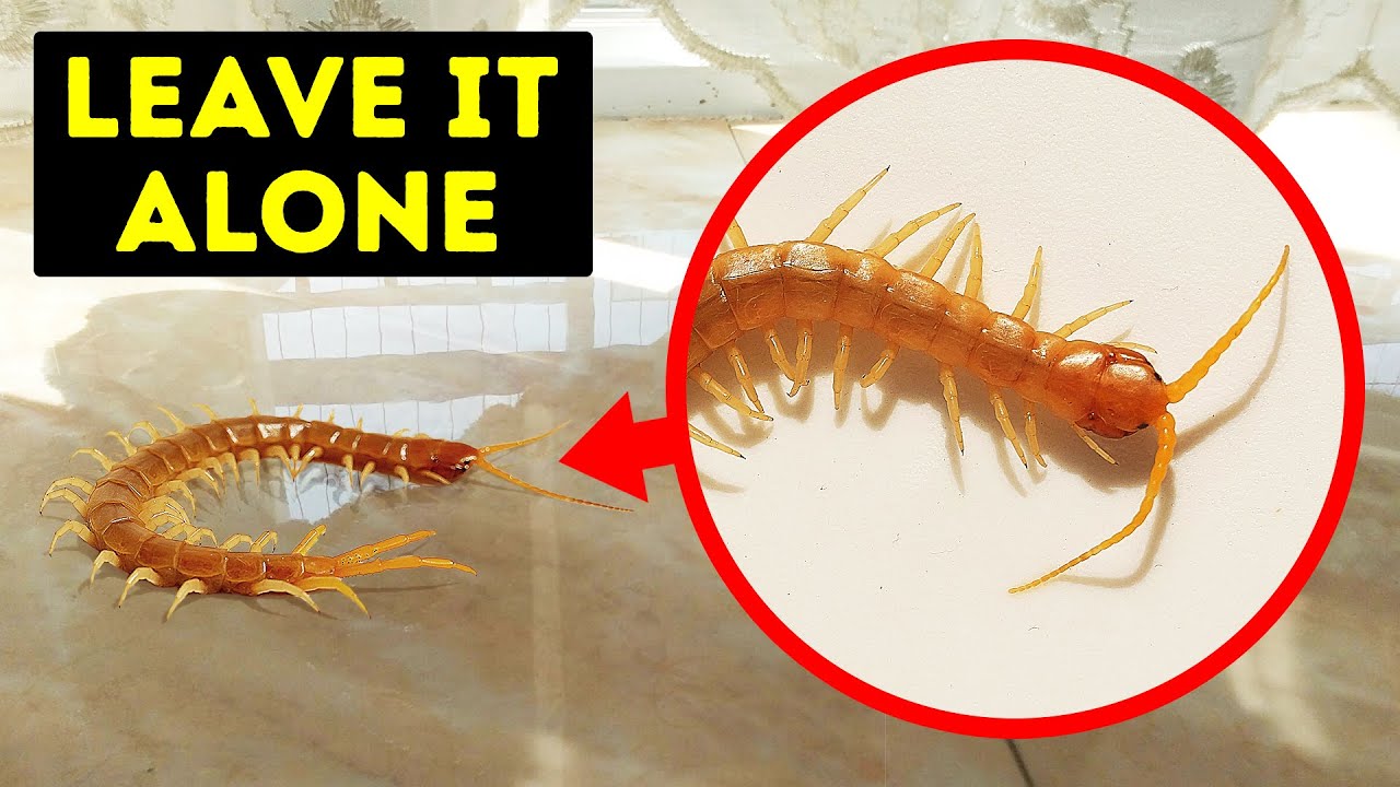 If You See This Bug in Your House, Don't Squish It!