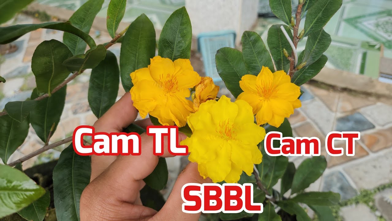 So Màu Sắc Của Cam Thiên Lộc Và Cam Cát Tường