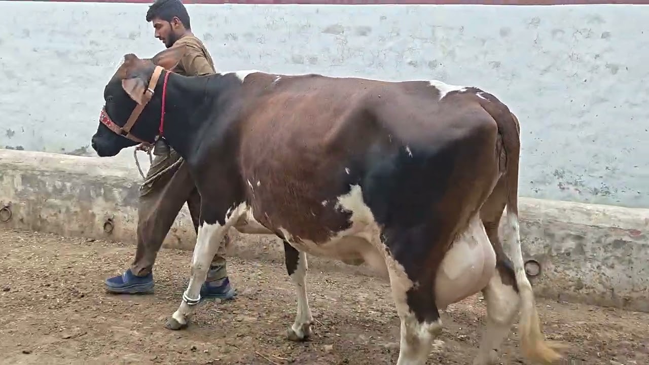 Jersey Cholistani cross cow 
