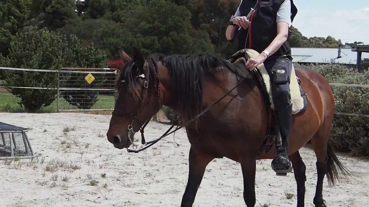 Yvonne rides Samba - spanish walk, laterals, no pole straddling