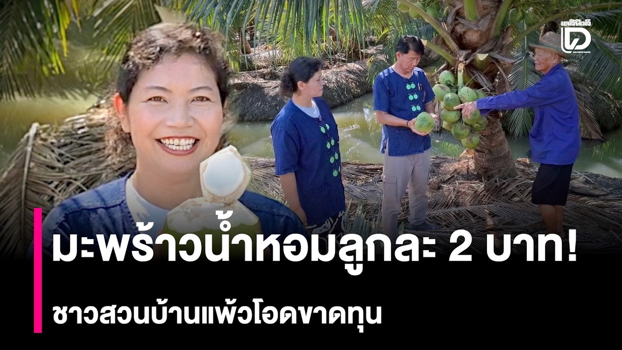 มะพร้าวน้ำหอมลูกละ 2 บาท! ชาวสวนบ้านแพ้วโอดขาดทุน วอนรัฐพยุงราคาด่วน   | HOTSHOT เดลินิวส์ 28/02/69