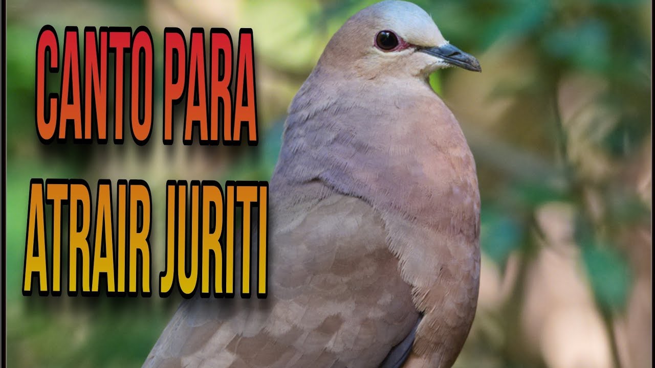 Melhor canto para atrair Juriti