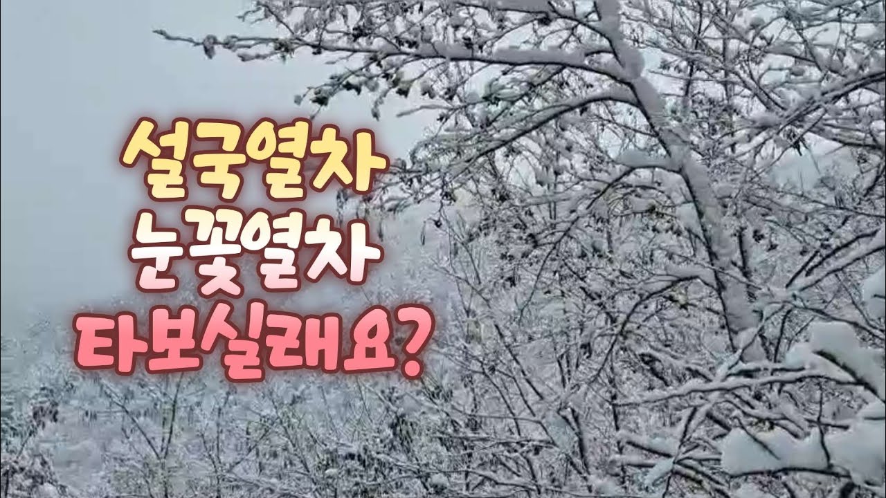 함박눈으로 눈꽃도 피고 설국이 됐어요 #눈꽃#설경 #nature #자연영상 #자연풍경 #힐링자연 #풍경영상#beautifulnature 