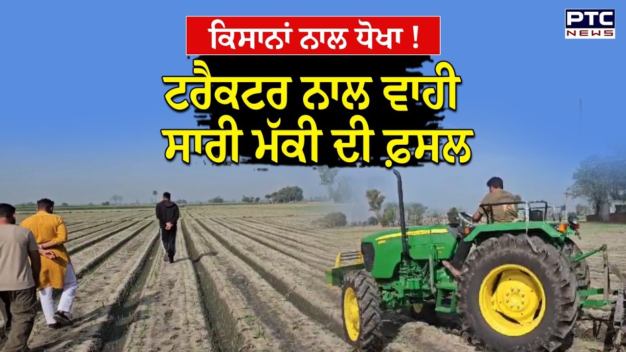 Sangrur News : ਨਕਲੀ ਬੀਜ ਕਰਕੇ ਕਿਸਾਨ ਨੇ ਟਰੈਕਟਰ ਨਾਲ ਵਾਹੀ ਮੱਕੀ ਦੀ ਫ਼ਸਲ