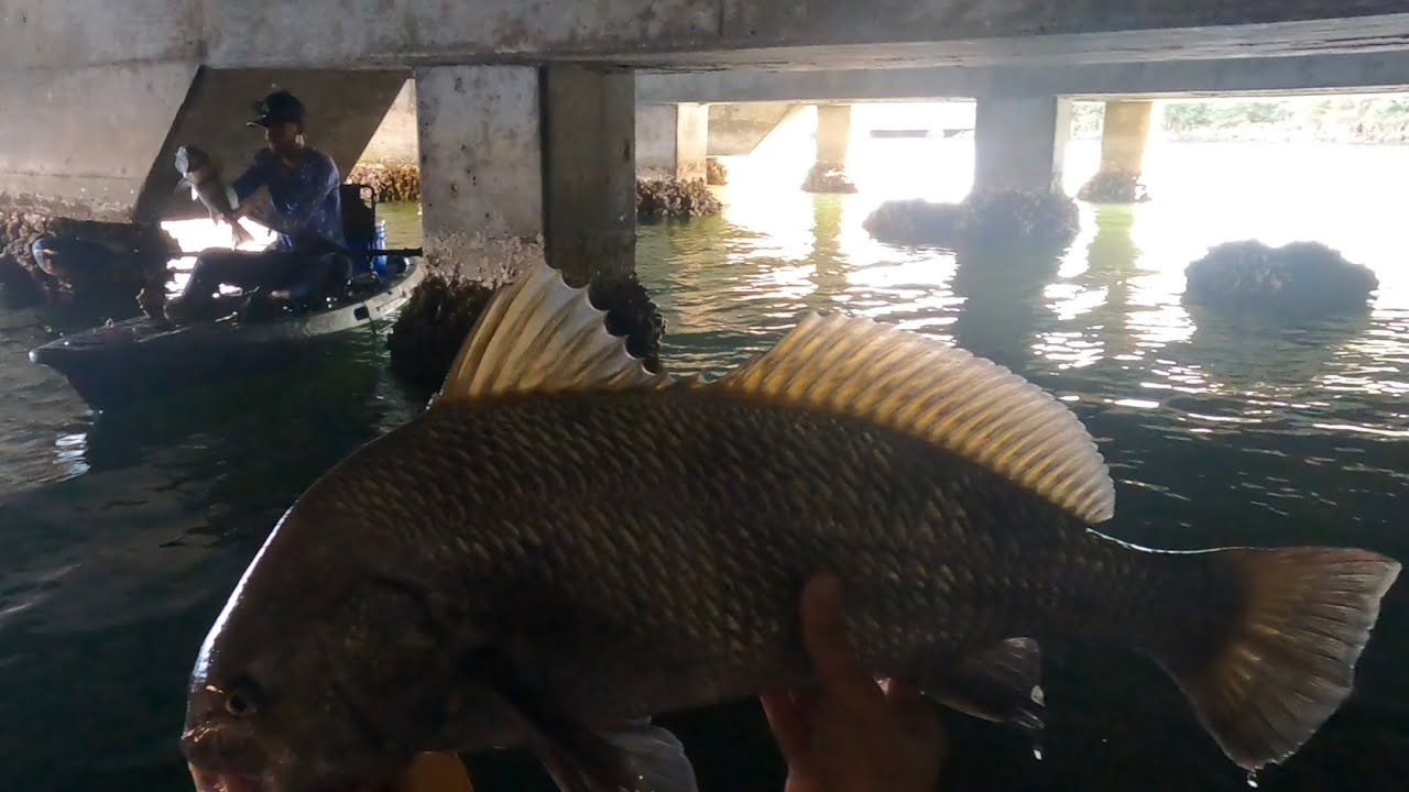 Fishing with LIVE SHRIMP in tight structure with @torresfishingFL 