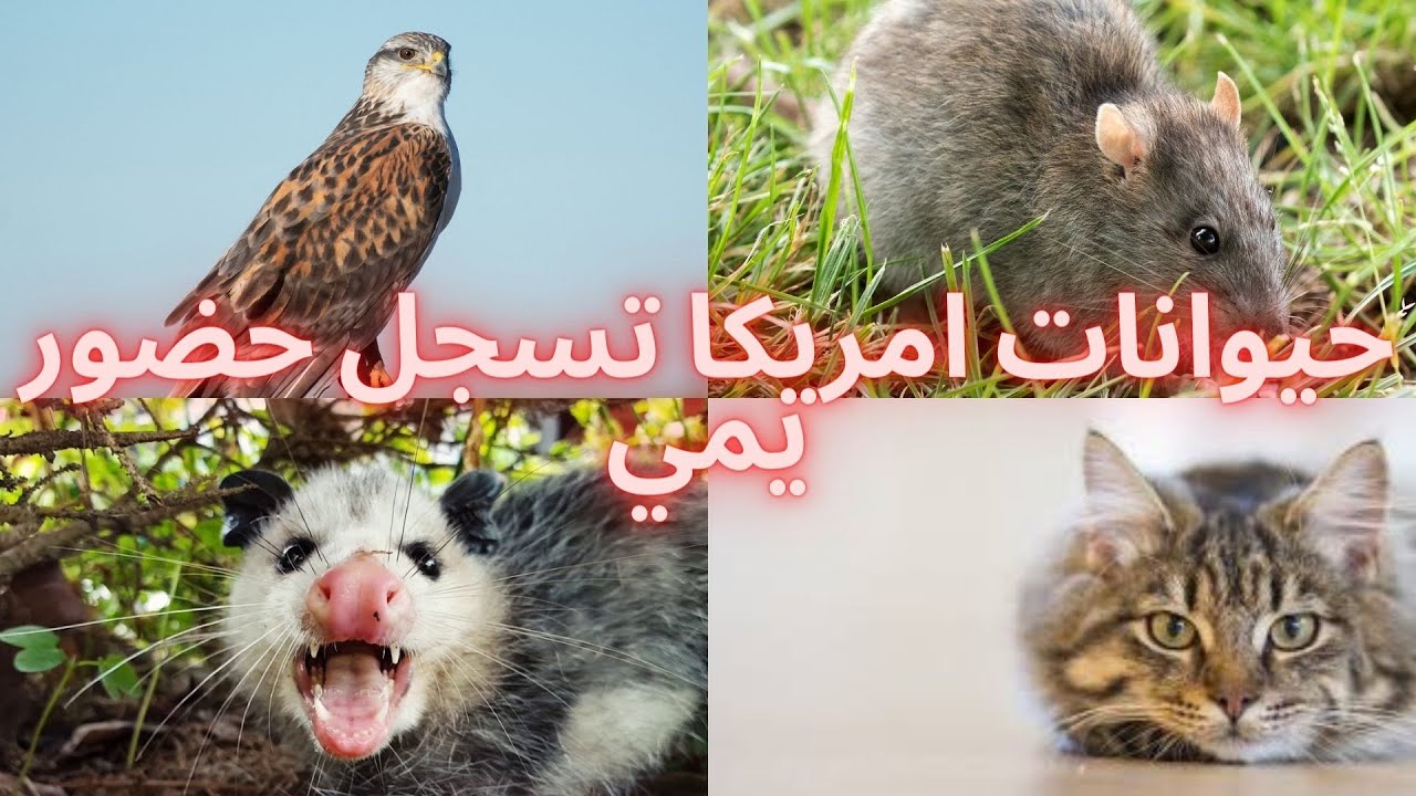 لكفناهم بالتصوير الليلي