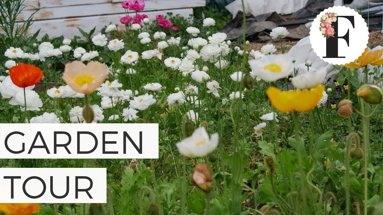 Cut Flower Garden Tour - Ranunculus and Icelandic Poppies + Hardy Annual Flowers
