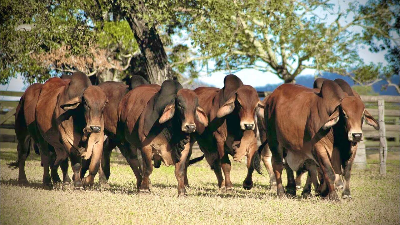 Quality of Brahman Cow&Calfs | Brahman Farming in Pakistan 