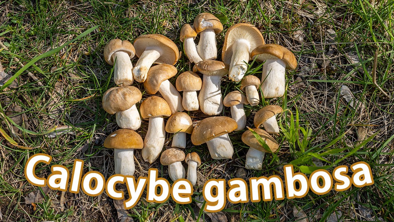 Mushroom Foraging - May 9th 2021 - St. George's Mushrooms | Calocybe gambosa