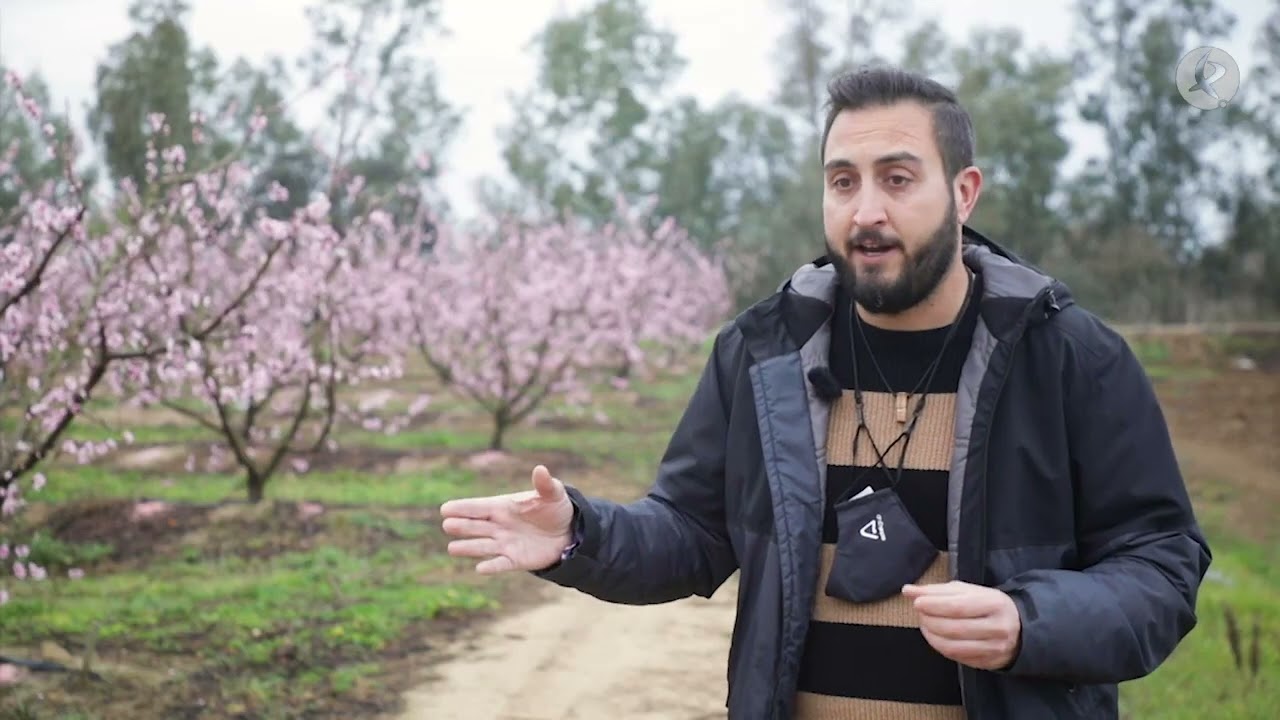 El porqué de las variedades tempranas de fruta de hueso | La Besana en Verde