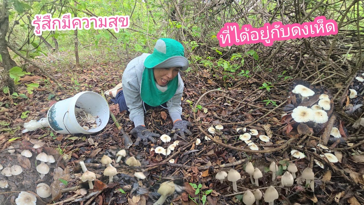 คนดวงดี​ เข้าป่ากะพ้อเห็ด​Ep3,785