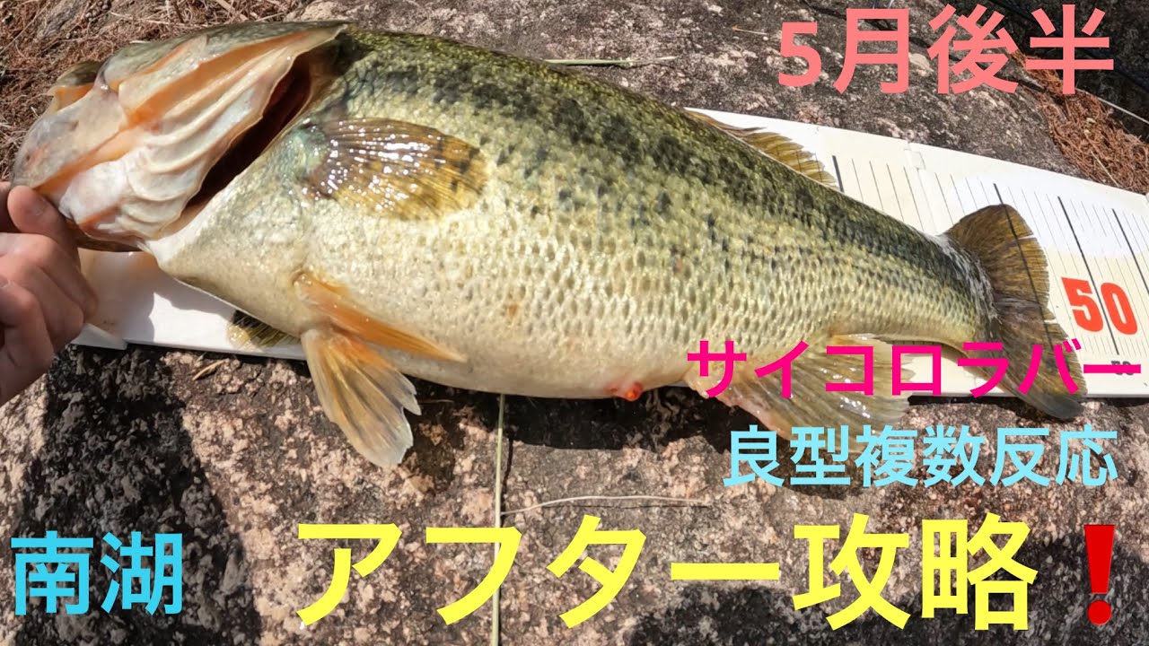 【バス釣り】サイコロラバー炸裂❗️琵琶湖　南湖