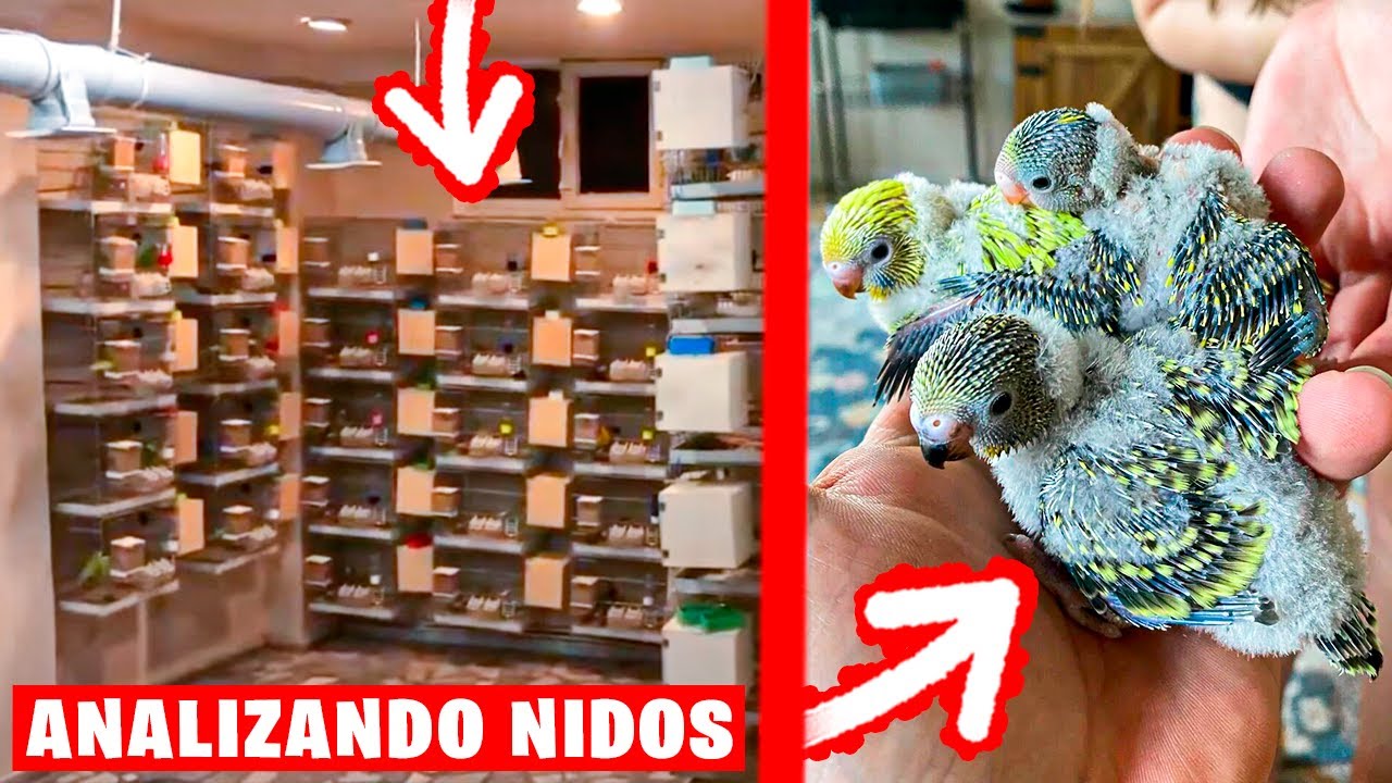 REVISANDO NIDOS DE PERIQUITO EN UN AVIARIO EN TURQUIA