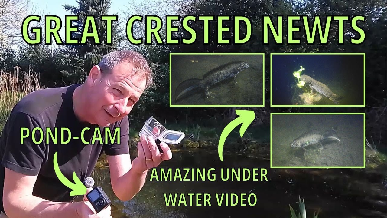Great Crested Newts (UK Amphibians and Herpetology) A Guide to Newts