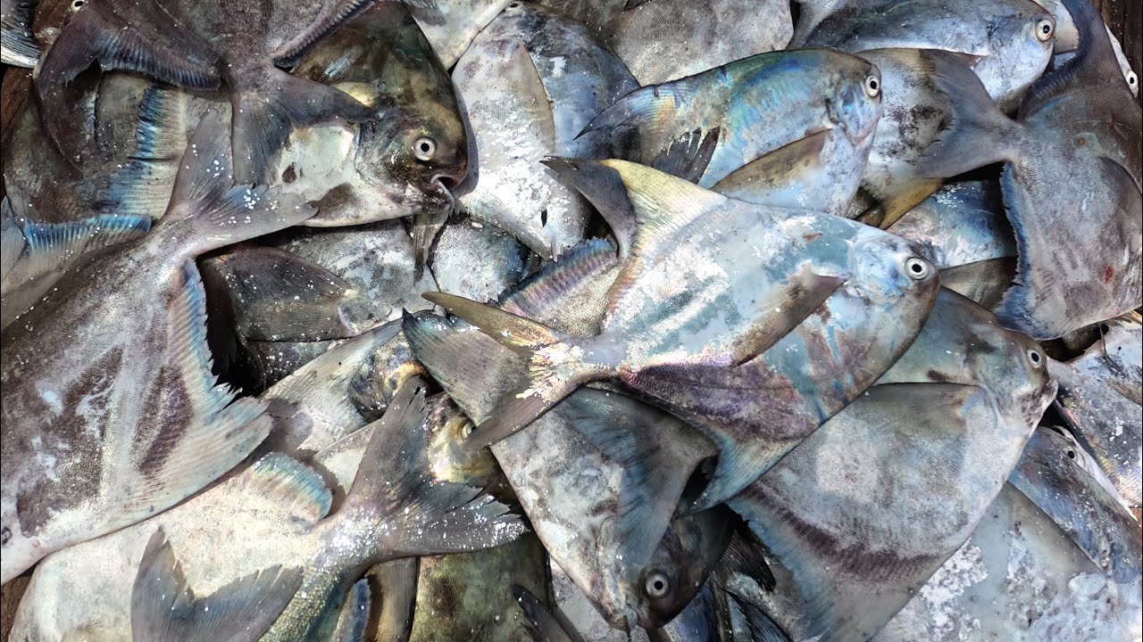 पापलेट मासेमारी 🐟 || Pomfret fishing in deep sea || #fishing @bablusolkar