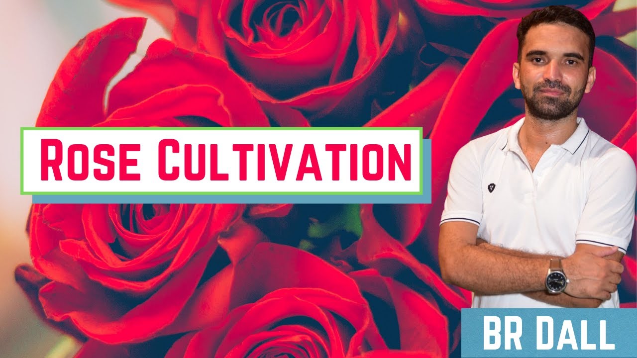 Rose Cultivation/गुलाब की खेती - For All Agriculture Competitive Exams