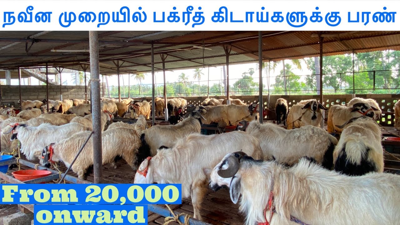 நவீன முறையில் பக்ரீத் 🐑 கிடாய்களுக்கு பரண் | MMA sheep farm