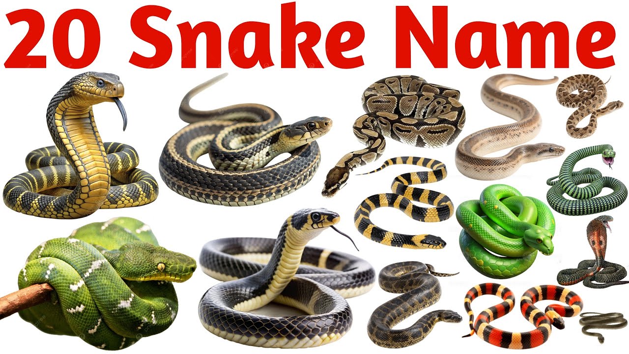 बच्चों के लिए 20 साँपों के नाम | Snake Names for Kids | Preschool Animal Learning Video