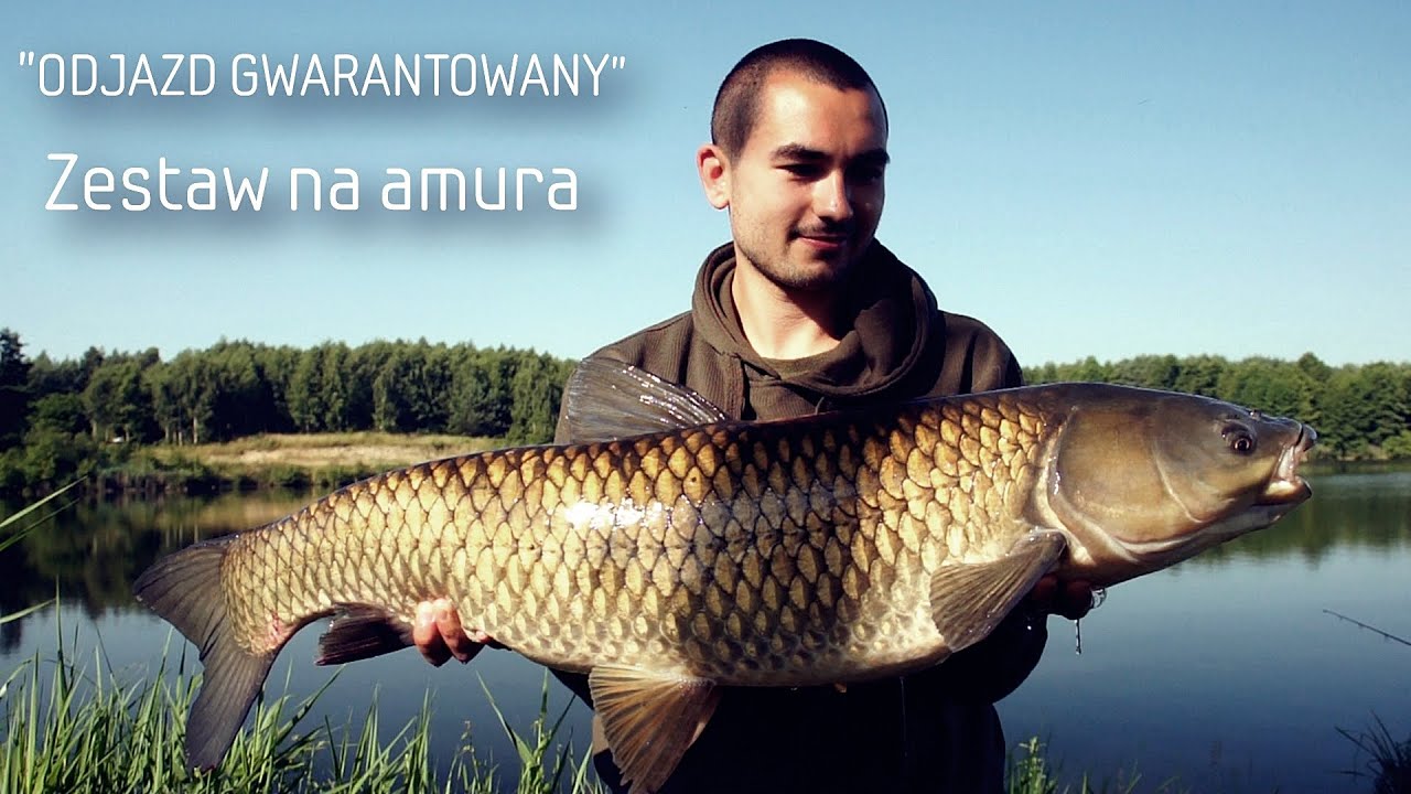 Zestaw na amura/Poradnik/Odjazd Gwarantowany/Karp Max