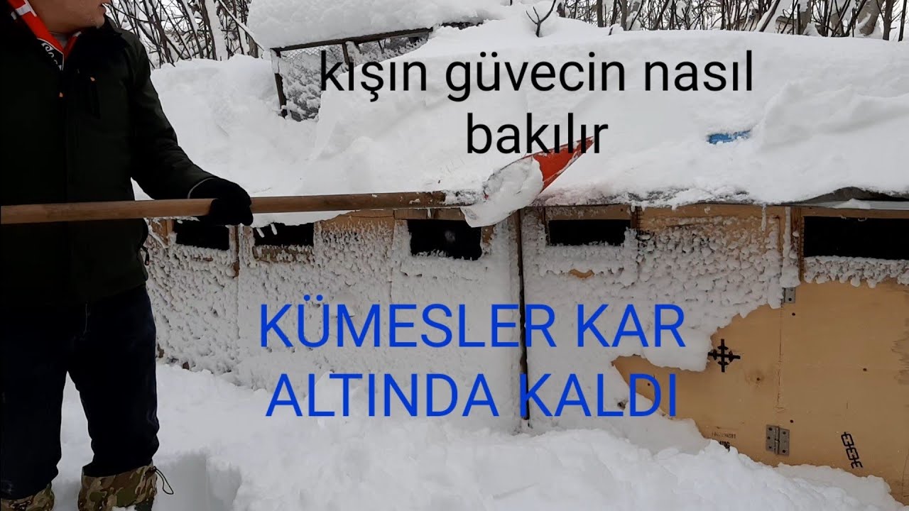1 METRE KAR ALTINDA GÜVERCİNLERİ BAKTIK KIŞIN KUŞ BAKMANIN PÜF NOKTASI