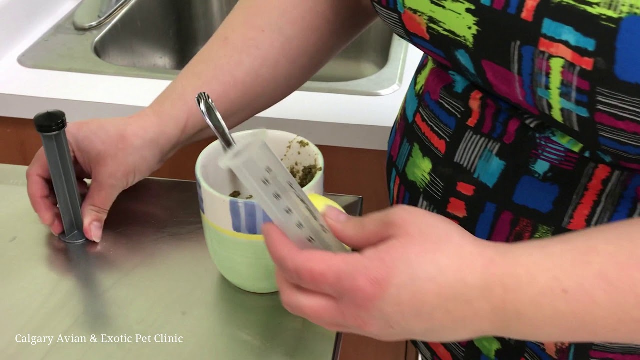 Calgary Avian & Exotic Pet Clinic: Preparing Syringe Feed Material