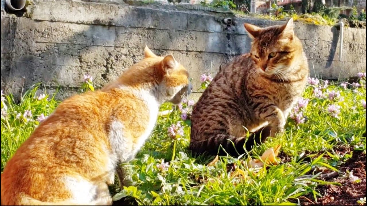 Angry cats meowing very loudly │Funny Cats