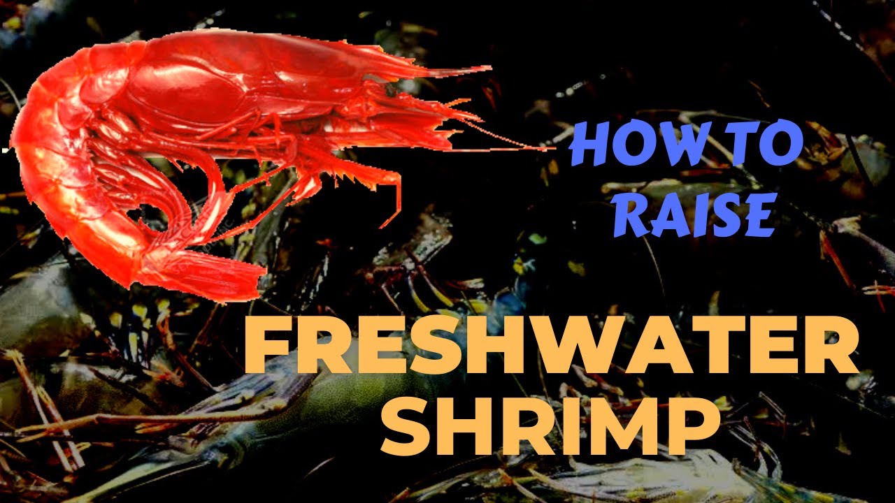 How To Raise Freshwater Shrimp At Home