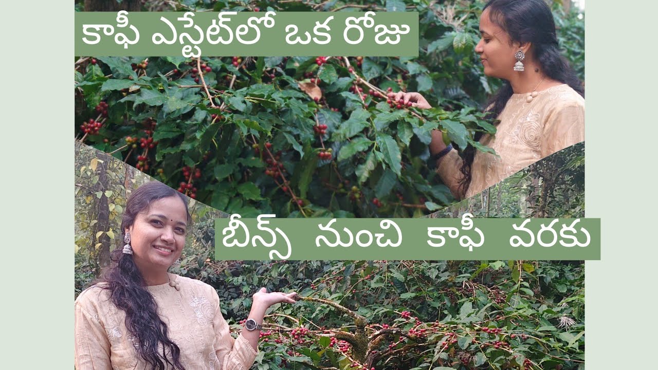 కాఫీ బీన్స్ నుంచి కప్ వరకు ☕ 🌿 | Chikmagalur Coffee Processing | దేవరమ్మ ఆలయం – శాంతి & ఆధ్యాత్మికత