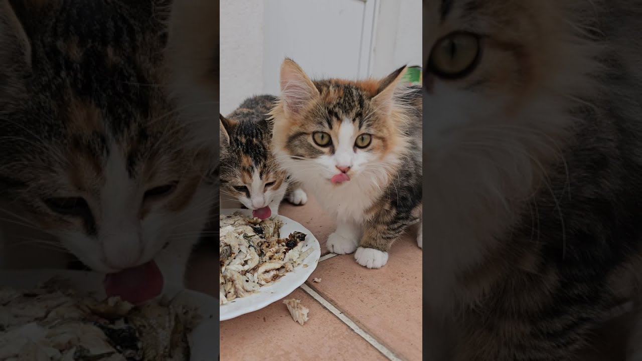 The man who feeds stray cats with fresh fish from the sea’s abundance.