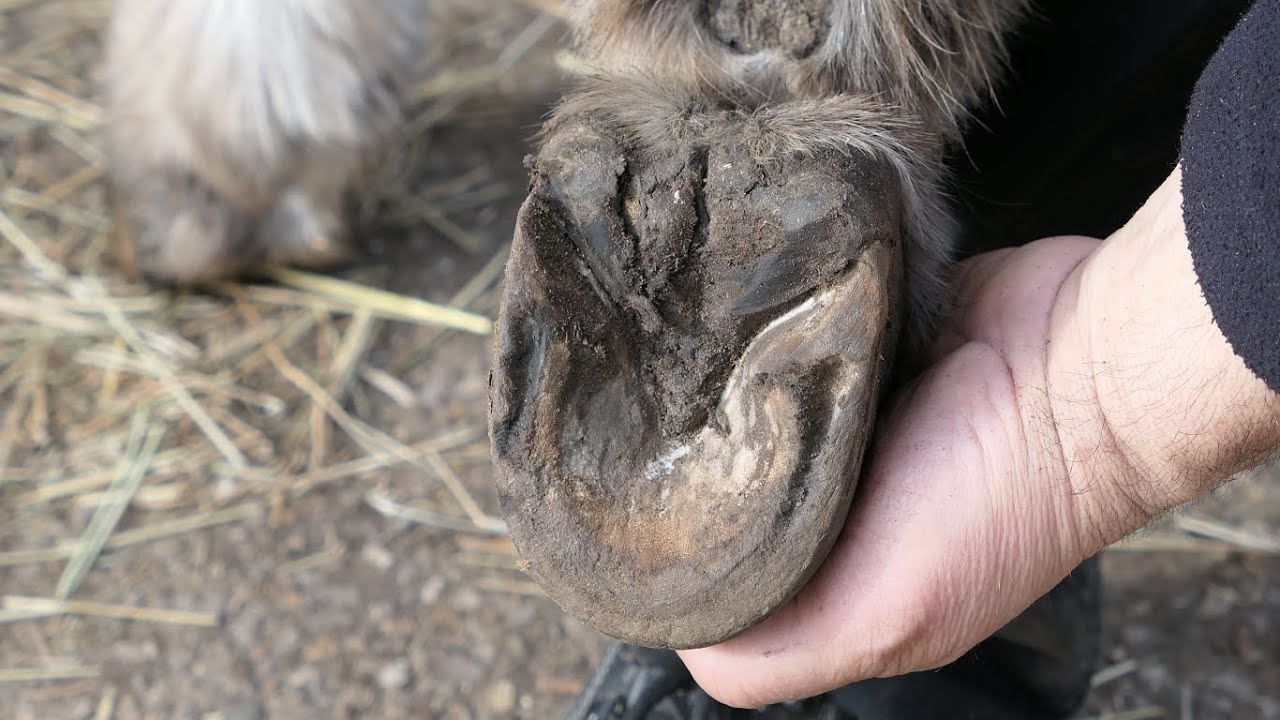 Comment et pourquoi nettoyer les pieds d'un #ane ?🦓 Vidéo pédagogique sur le sabot et son entretien🐎