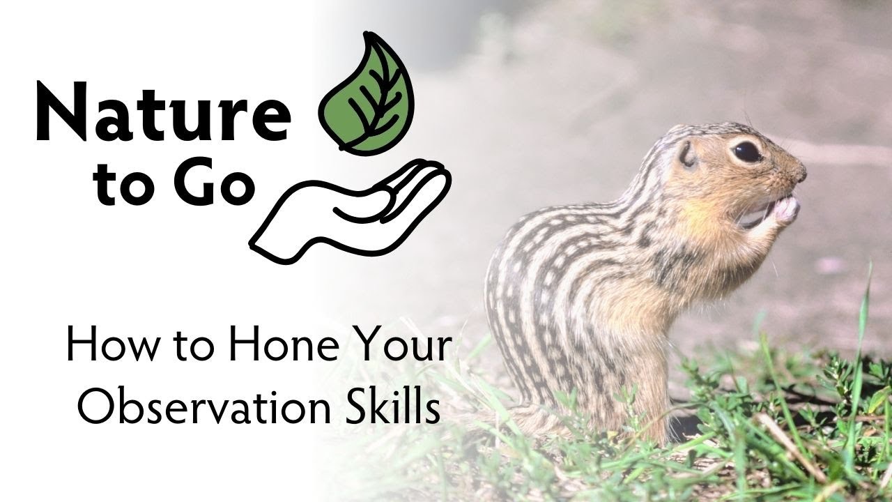 Nature to Go | How to Hone Your Observation Skills – Slowing Down in Nature