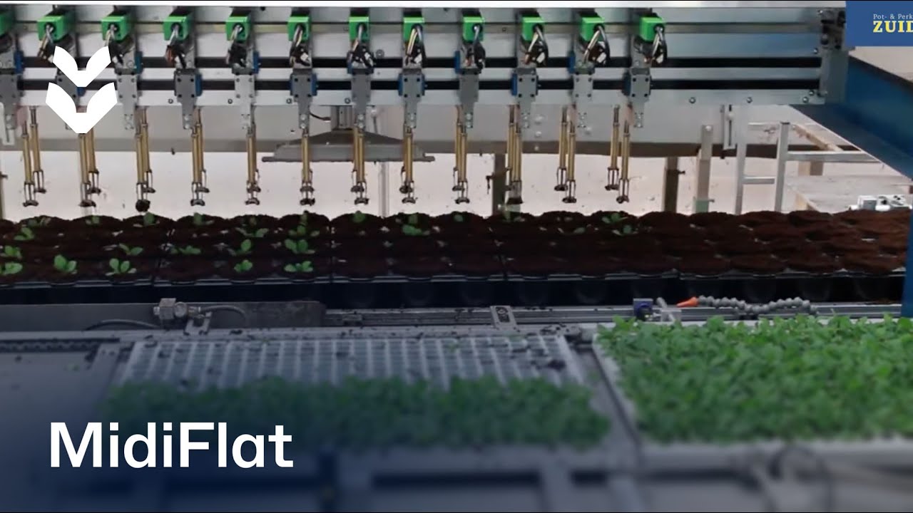 High Capacity Transplanting Line  - Kwekerij Zuidbaak