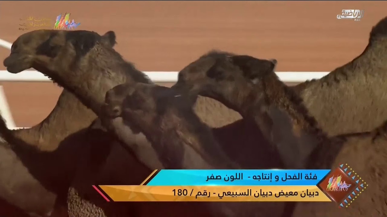 عروض فئة الفحل وإنتاجه للون الصفر يوم الجمعة ١١ ديسمبر ٢٠٢٠م