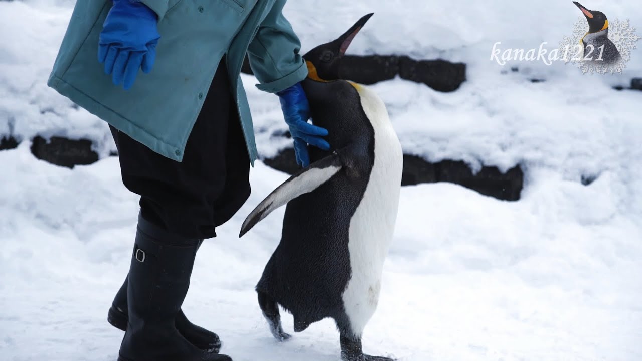 旭山動物園 キングペンギン51番のお散歩-やっぱり(˘⊖˘)昨年と同じ。