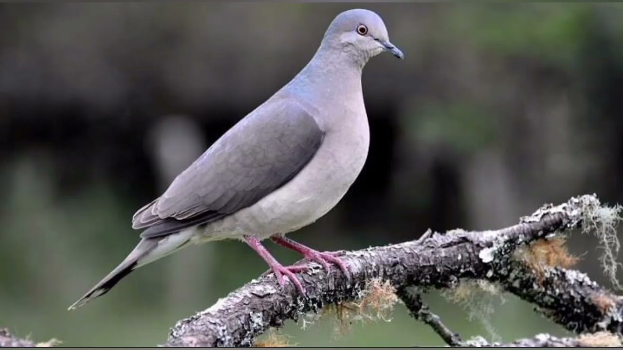 30 MINUTOS DE CANTO DA JURITI - SONS DU CAMPO