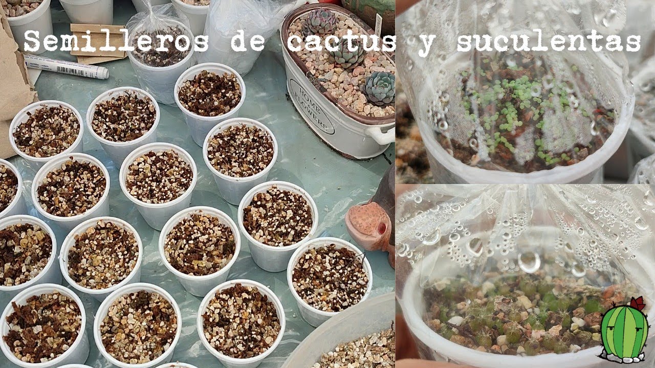 Semilleros de cactus y suculentas| Corazón de Cactus