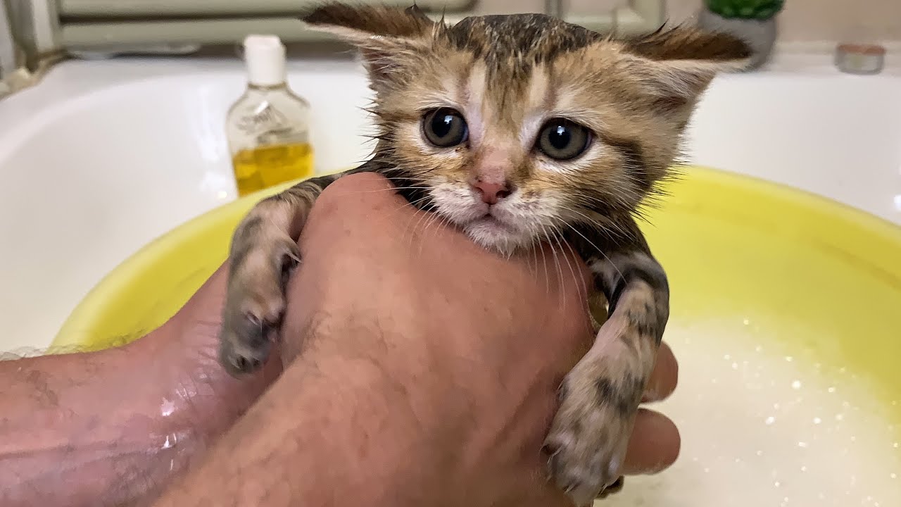 Мокрые котята облизываются после купания. Мурлыкать