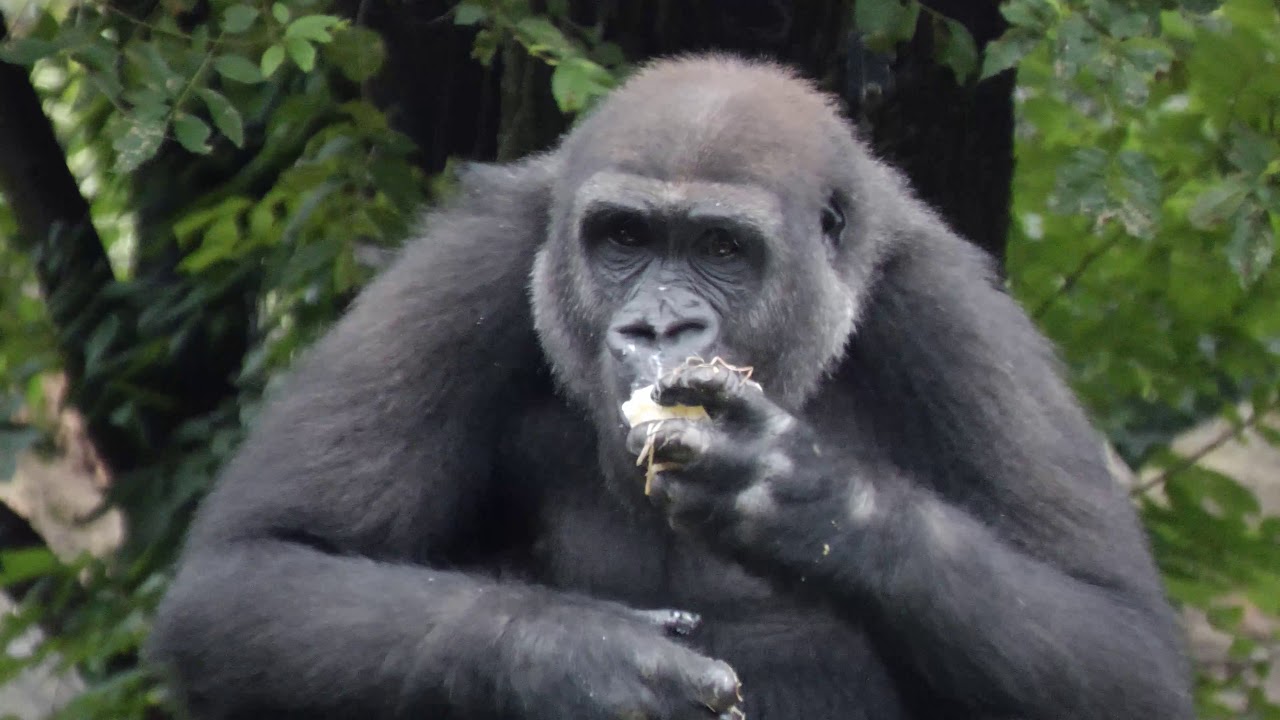 仁義なき戦い🦍　上野動物園　ニシゴリラ