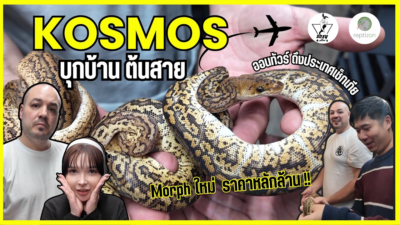 SEXY BALLPYTHON | EP.11 Kosmos Morph ใหม่สุดโหดที่ทุกคนพูดถึง (งูอะไรแพงเป็นล้าน!!)