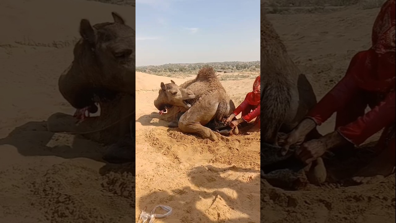 نظرة أمومة من الناقة بعد الولادة في صحراء ثار 🐪❤️