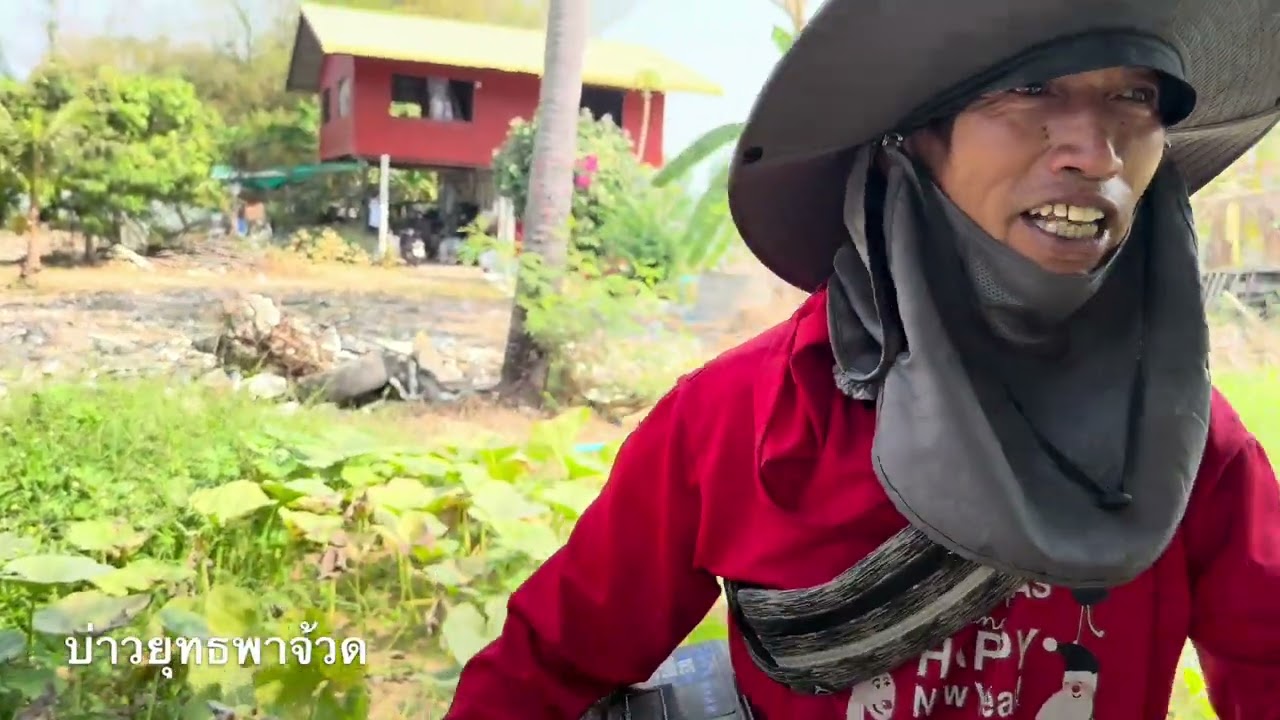 เก็บผลผลิตฟักทองสวนเกษตรรักษ์ สร้างผลผลิตสองสามเท่าตัวด้วยจุลินทรีย์พด. | บ่าวยุทธพาจ้วด