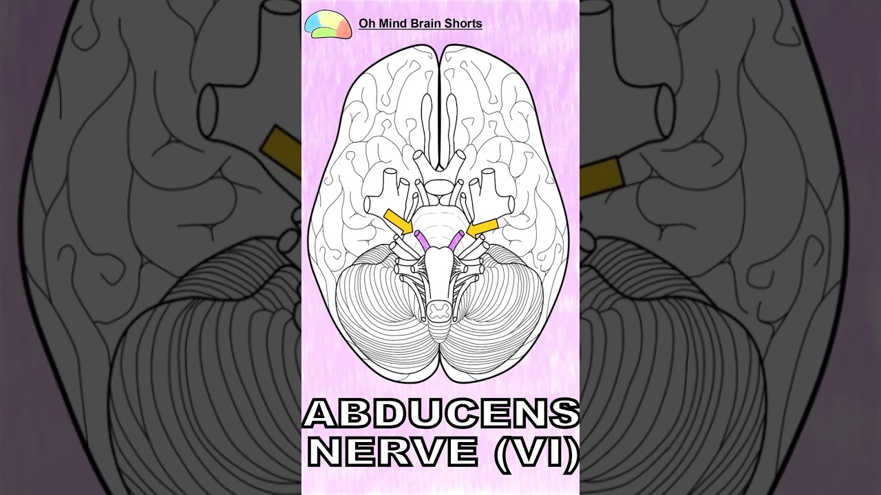 06 Abducens nerve #cranialnerves #cranial #nerve #neuroscience #brain #biology #psychology #abducens